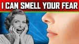 Can Humans Smell Fear?